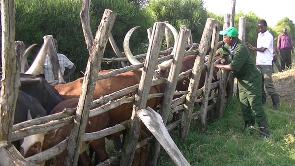 © 2016 AU-IBAR. Vaccination of cattle against FMD in Kasese district in Uganda, December 2015.