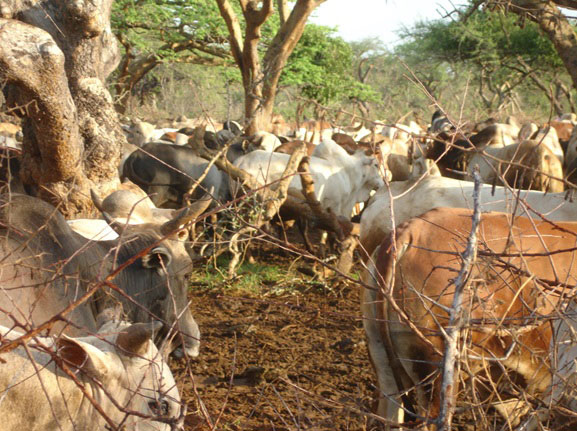  © 2017 AU-IBAR/George Matete. Export Livestock Being Fattened