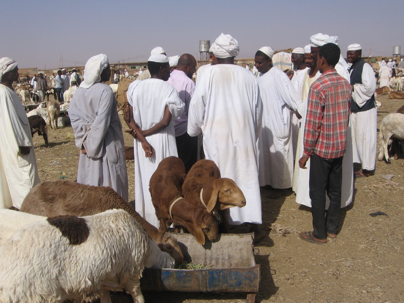 © 2015 AU-IBAR. Sheep in a livestock market in Sudan.