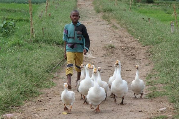 ©Photo Dr Raymond, DG/ Ducks for the production of “Foie gras”