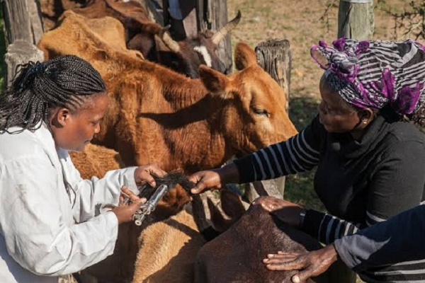 © AU-IBAR2021AnimalWelfare