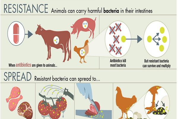 © AU-IBARAnimalHealth