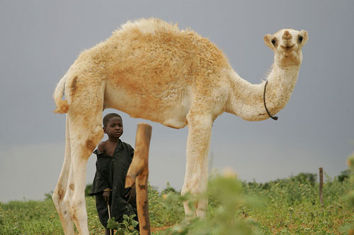 (cc) ILRI. Illustrative Photo