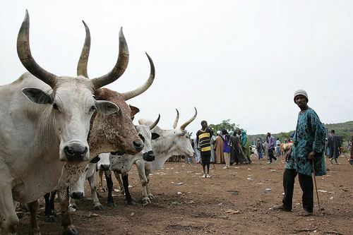 (cc) ILRI. Illustrative Photo