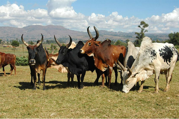 ©Photo Dr Raymond, DG. Malgasy Zebu