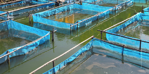 @AUIBARFisheries