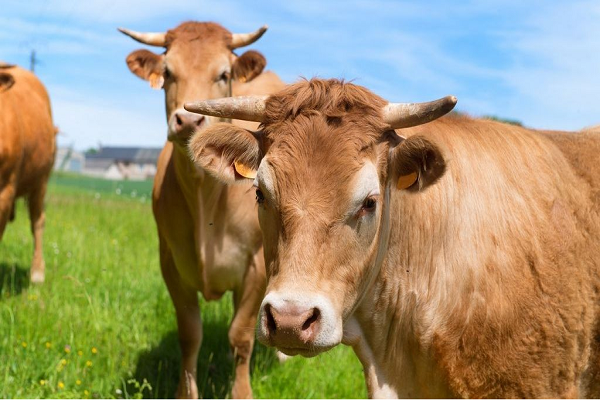 @AU-IBAR2021cows