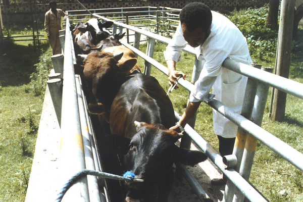 @FarmbizAfricaAnimalVet
