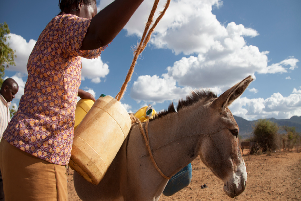 @donkeysanctuary