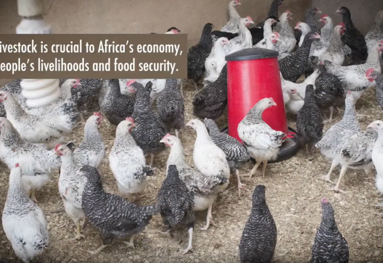 Reinforcing Veterinary Governance in Africa