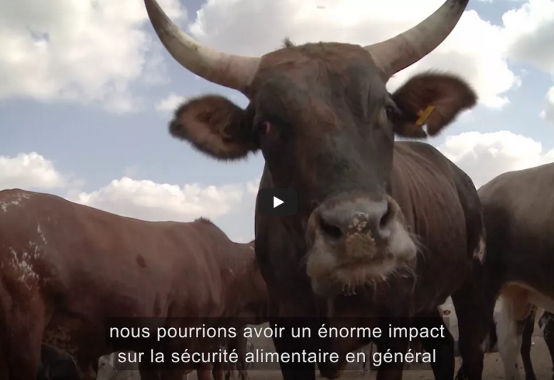 Renforcer la Gouvernance Vétérinaire en Afrique