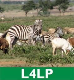 L4LP