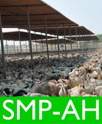 SMP-AH
