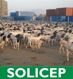  SOLICEP