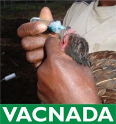 VACNADA