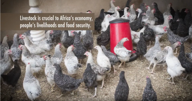Reinforcing Veterinary Governance in Africa