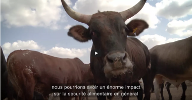 Renforcer la Gouvernance Vétérinaire en Afrique
